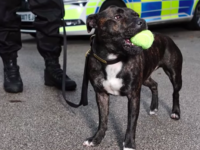 野良犬だったスタッフォードシャー・ブル・テリアが優秀な警察犬になって大活躍(イギリス)