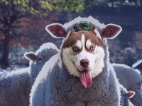 実写版〝羊の皮を着た狼〟に2.2万人が仰天　「融合具合がすごい」「狗頭羊肉」と話題に