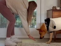 骨肉腫の診断を受けた愛犬に、飼い主は「何が何でも生きてほしい…！」と足の切断を決意した