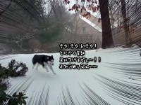 初雪にテンションダダ上がりのハスキー犬、全雪に足跡つけるまでやめられない止まらない。