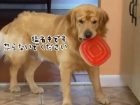 盗み食い常習犯の犬、バレた時の悲壮感漂う表情をご覧ください