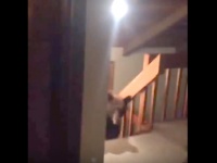ルームメイトが帰宅したと思ったら、クマだった！緊迫の一部始終を撮影した動画が話題に