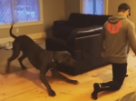 トレーニング中の飼い主さんの真似をする犬の姿が可愛いすぎる