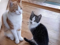 飼い猫と仲良くなった野良の子猫、家に招待され家族の一員に（オランダ）