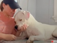 「いっしょに冒険の旅に出よう！」耳の聞こえない犬を引き取った女性、愛犬たちと全米のシェルターを巡る旅に出る