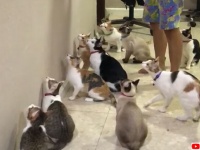 1本の猫じゃらしとたくさんの猫。個性豊かな猫たちの反応