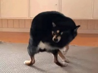 「オレの尻尾に触るな！（言ってみた…！）」柴犬マックスくん、しっぽを咥えてぐるぐるトルネード発生！
