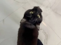 愛猫「大好きだから一緒に歩きたい！」と、ご主人の足元に絡まりながらウォーキング