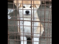 マサルの弟（秋田犬保存会ツイッターより）