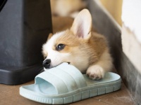 にがいワン！世界初、苦すぎて犬が噛めないビーチサンダルを開発