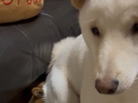 信頼の証……？飼い主さんがびっくりする場所にお尻を乗せたワンちゃんが話題