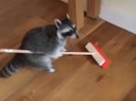 【癒し】アライグマのカワイイ＆おもしろ詰め合わせ動画！！