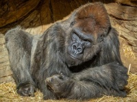 動物園のゴリラ2頭が新型コロナに感染、無症状の職員から感染の可能性（アメリカ）