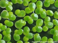 遺伝子操作した水草が持続可能なバイオ燃料源になる可能性