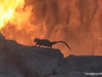 リスさん逃げて～！ディズニーワールドの火山口にリスが超絶接近、その時炎が舞い上がる