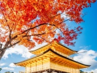 「何もかもがハマった見事な写真」「圧巻です」　タイミング完璧な〝紅葉の金閣寺〟に3万人感動