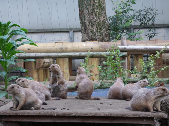 夏の姿（写真は(公財)東京動物園協会提供）