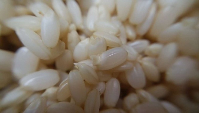 発芽！（画像はphotoAC）