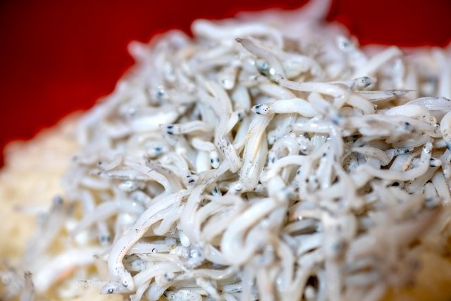 これはシラス（画像はイメージ）