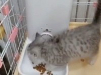 これぞ猫まっしぐら。カリカリご飯の音を聞いて猛ダッシュで走り寄ってくる子猫