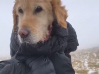 ハイキング中に迷い犬を保護したカップルだが、封鎖規則を違反したとして警察に通報される（アイルランド）