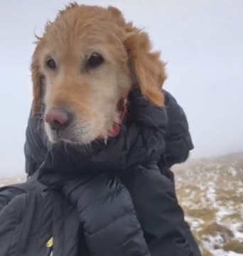 ハイキング中に迷い犬を保護したカップルだが、封鎖規則を違反したとして警察に通報される（アイルランド）
