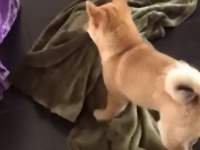 完璧なベッドメイキングのために。毛布をベッド上に持って行きたい柴犬の悪戦苦闘