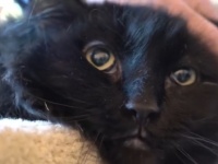 行方不明になった猫、5年後に2000km離れた場所で発見（アメリカ）