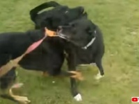 愛犬「あれはボクの知ってる誰か？」7か月ぶりに親友と再会して大喜びの犬