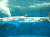 ヨシキリザメ（仙台うみの杜水族館ウェブサイト