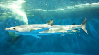 ヨシキリザメ（仙台うみの杜水族館ウェブサイト