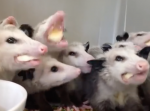 オポッサムの食事姿が可愛すぎてずっと見ていられる・・・！