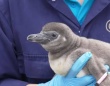 うれしいニュース！絶滅危惧種、フンボルトペンギンのヒナが11匹誕生