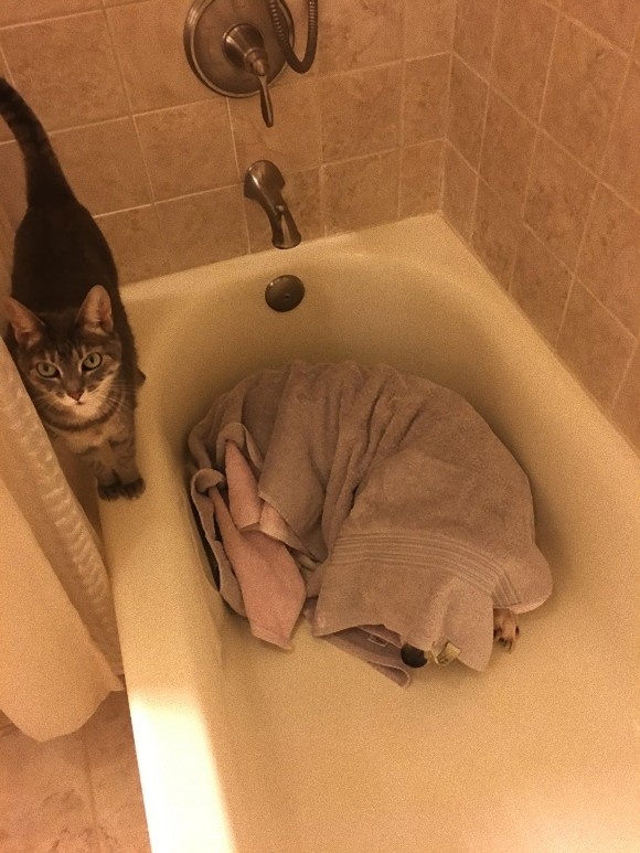 cat2