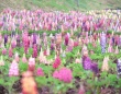 広島で12,000株の『昇り藤』が見ごろ　天に向かって咲く色とりどりの花々