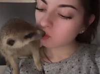 ミーアキャットと美しい女性の甘いキス、と思ったらそっちかい！っていう