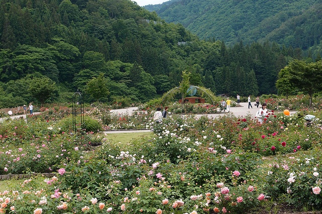 at Kawai Rose Garden 香愛ローズガーデンにて
