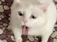 猫、サワークリームの匂いを嗅いでみた。そして見せてくれたリアクションがこちら