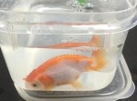 愛しの金魚を救うため手術費５００ドルを払った女性が話題！