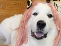1歳娘と白い犬が「アーニャ」コスを分担！　可愛すぎる姿に反響「似合ってる」「どっちもカワイイ」「わたしは勘のいいガキでしたァァァァ」