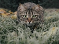 隣人に飼い猫を奪われそうになった女性。自分の猫と主張し迷子猫のポスターを街中に貼られる