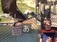 だからみんなここが好き！動物園を舞台に起こった生き物と子供の間のハプニング集