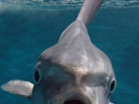 この魚、なんて名前か分かる？　正面から見ると馴染みが無いけれど...実はお馴染み「あの子」です