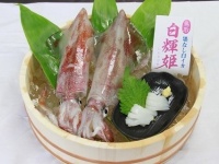 白輝姫（鳥取県水産課提供）