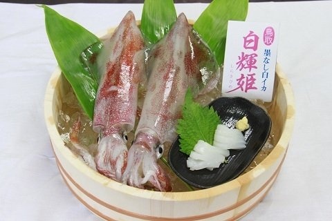 白輝姫（鳥取県水産課提供）