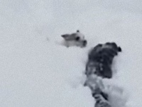積もった雪は白くあまりにもふわふわだった。雪に埋もれた小型犬を助ける大型犬。