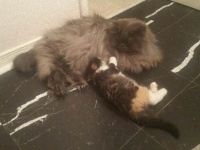 いじめてしまったらどうしよう。巨体で強面の先住猫に新入り子猫を会わせてみた、こうなった。