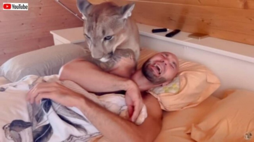 「やめてくれ、もっと寝かせてくれ！」家ピューマの強烈なモーニングコールと、ブラッシングを堪能する庭チーター