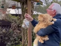 猫毛ドネーション。猫の抜け毛を鳥の巣作りに役立ててもらうやさしい共存の世界