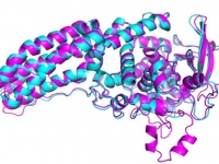 生物学の超難問をAIが解決。50年も謎に包まれていたタンパク質構造を解明（英研究）